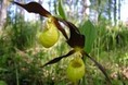 Турбазы - Иркутск орхидеи прямо под ногами