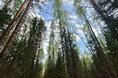 Турбазы - Коми