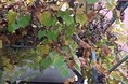Гостиницы - Лазаревское
