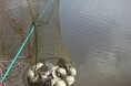 Турбазы - Самара улов нашего гостя