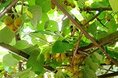Гостиницы - Лазаревское