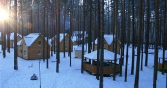 Зеленый бор